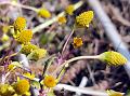 Perennial Toothache Plant